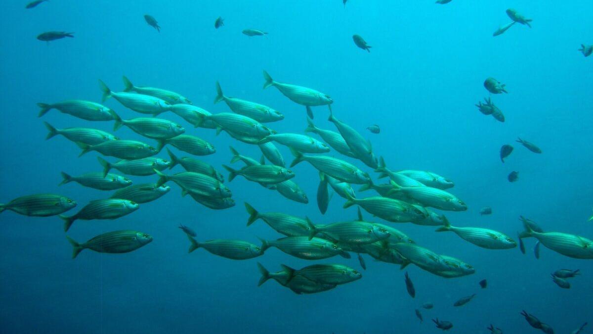 Amenaza de malnutrición: el clima impacta sobre la calidad del pescado