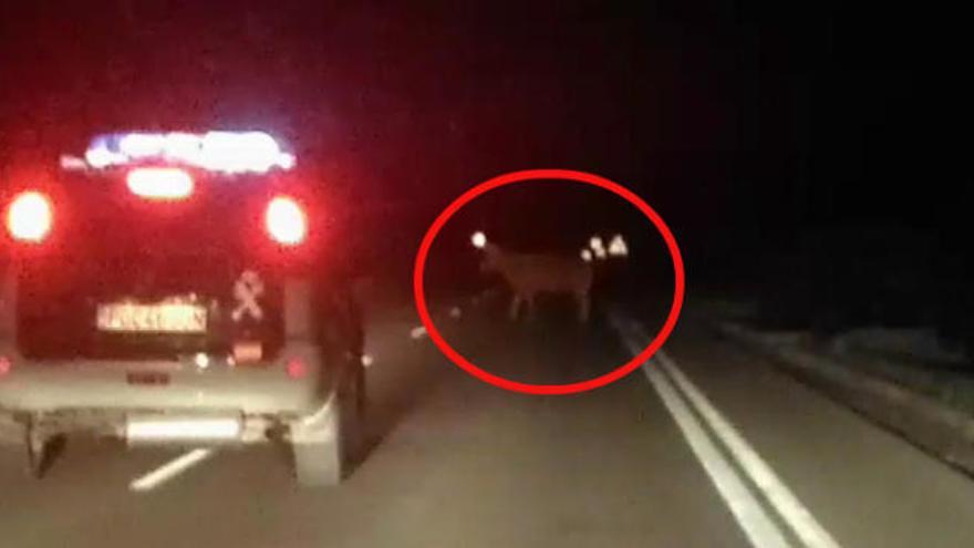 La Guardia Civil persigue a una vaca fugada en la Vilavella