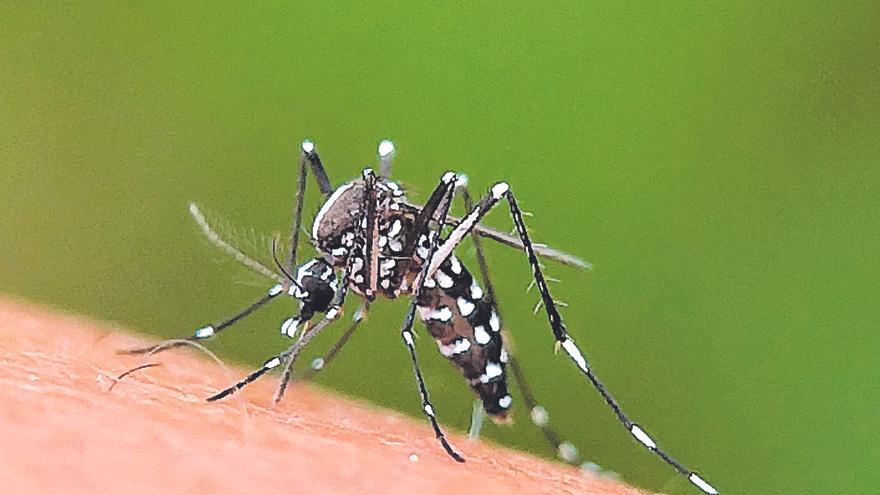 Sanidade aguarda el regreso del mosquito tigre en verano: &quot;Todo hace pensar que se asentará aquí&quot;
