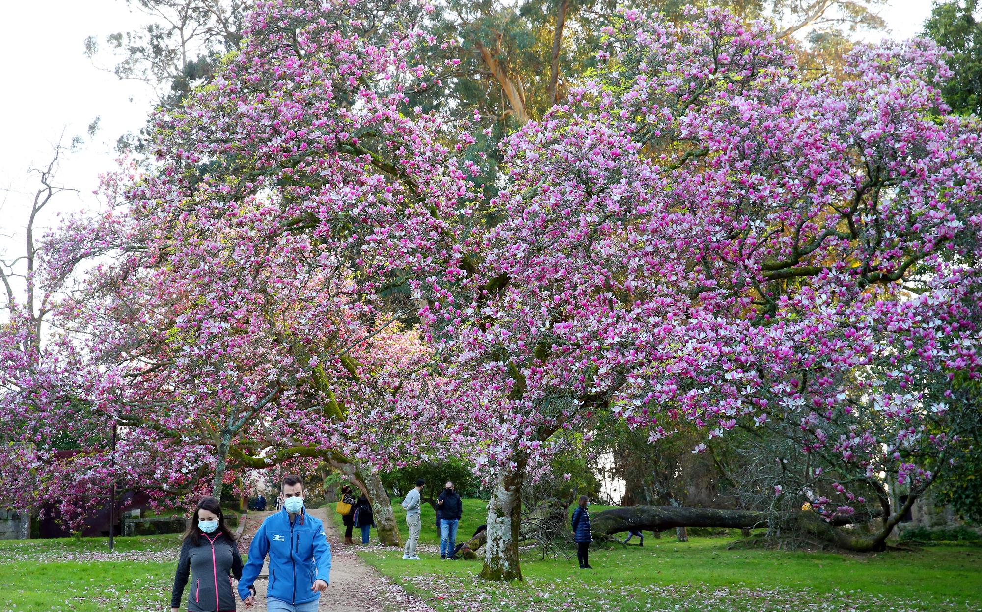 Una pareja paseo bajo uno de los magnolios en flor del parque.