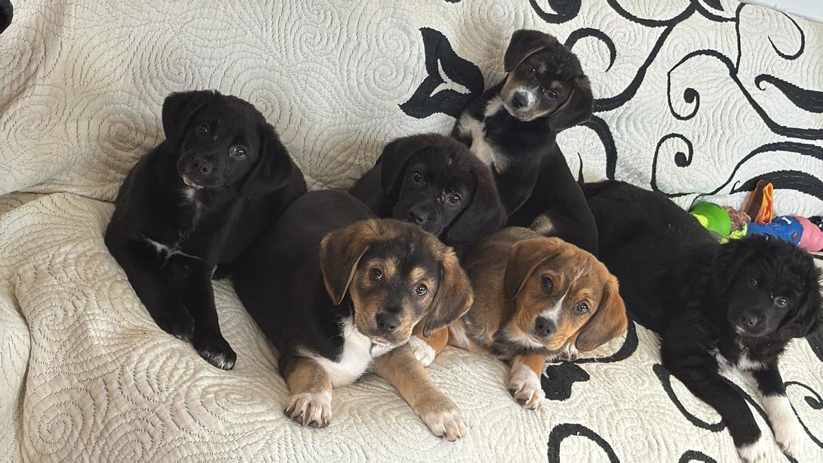 Los cachorros de Truca ya tienen hogar.