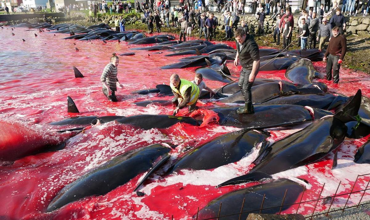 Los 1.428 delfines muertos en un día en islas Feroe: ¿Tradición o masacre?