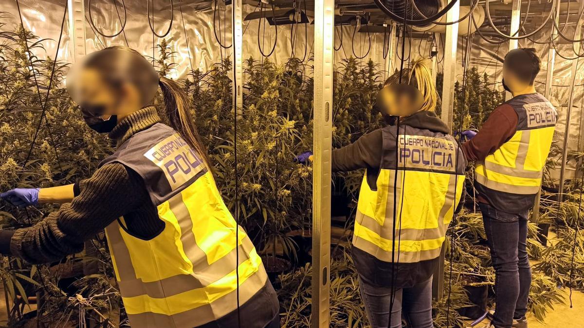 Agentes de la Policía Nacional retirando las plantas de marihuana de una de las viviendas