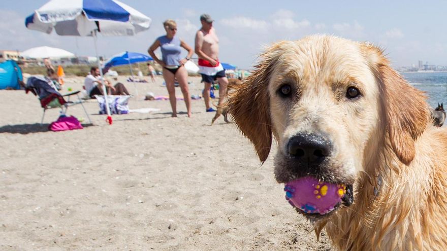 Un restaurante asiático, único aspirante a recuperar los servicios en la playa de perros de Agua Amarga de Alicante