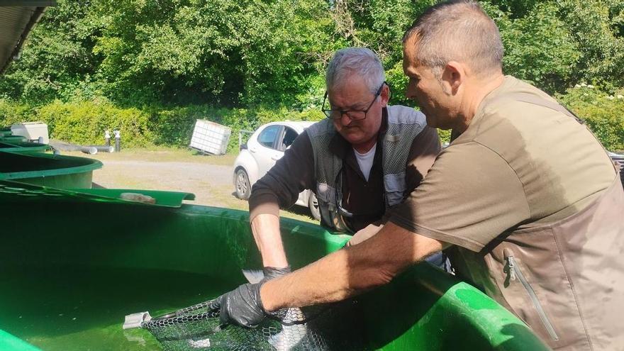 "Viso", el campanu del Narcea, supera las primeras 24 horas críticas en el centro de alevinaje de "Las Mestas", en Pravia: "Está genial"