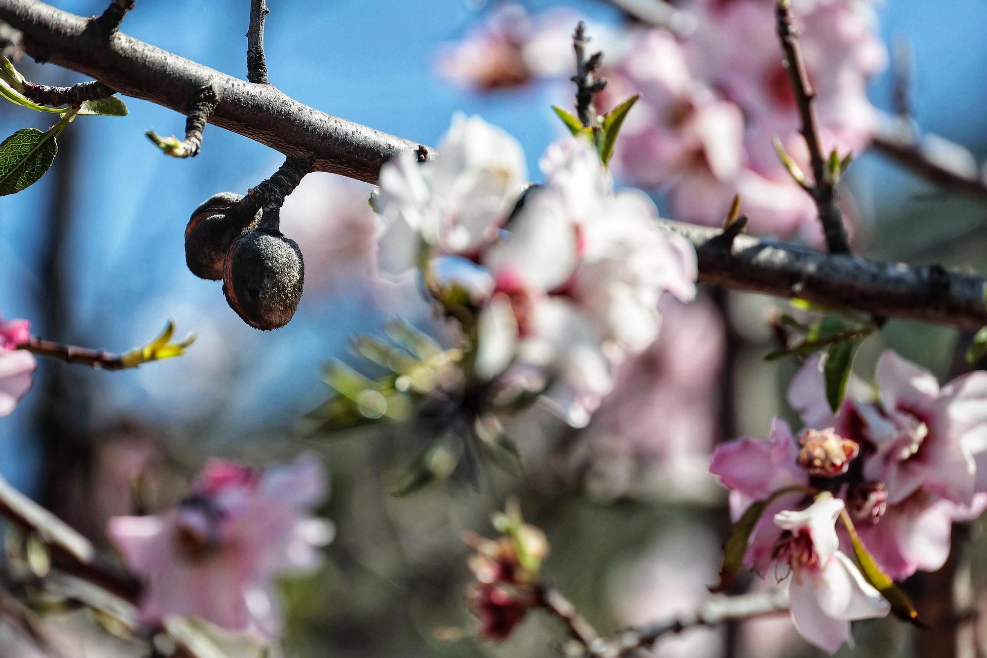 Pateos para ver el almendro en flor