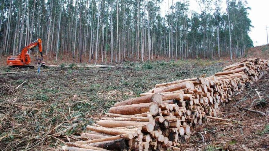 Explotación forestal en A Coruña. // Carlos Pardellas