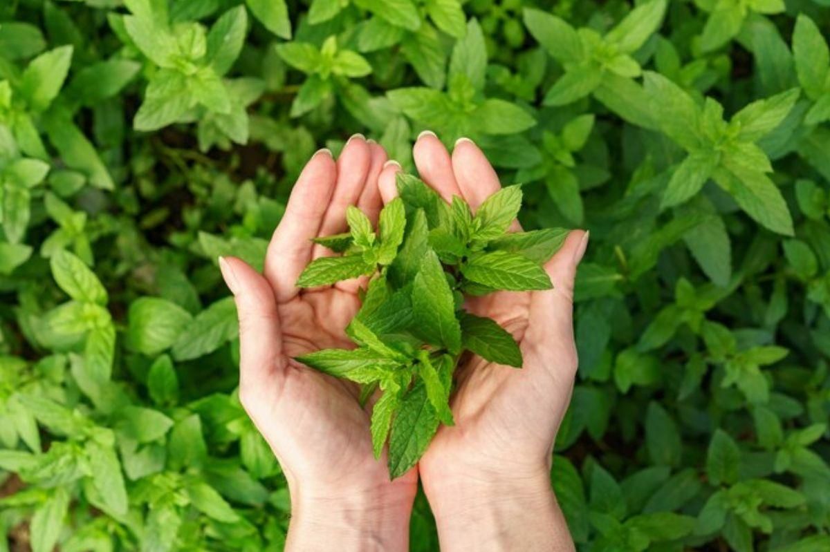 Menta