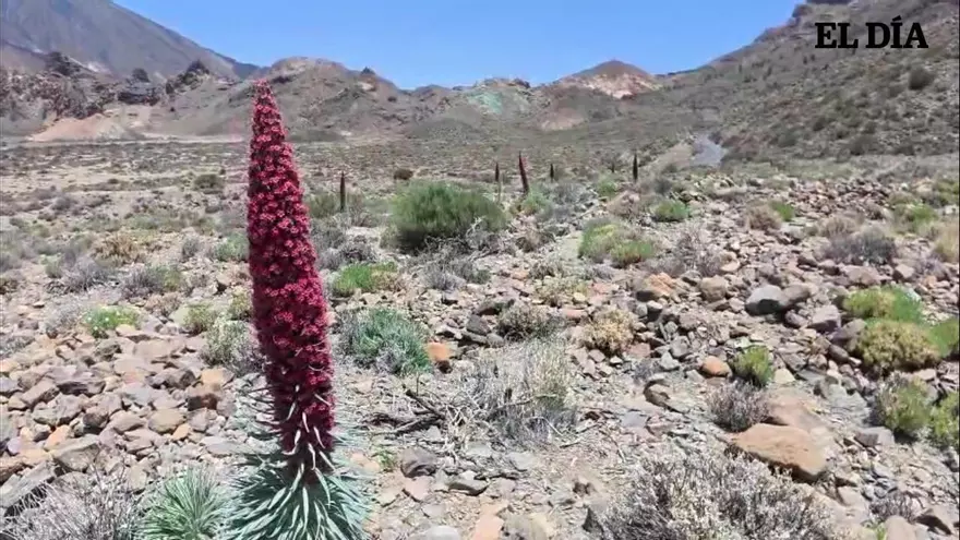 Tajinastes en Las Cañadas del Teide
