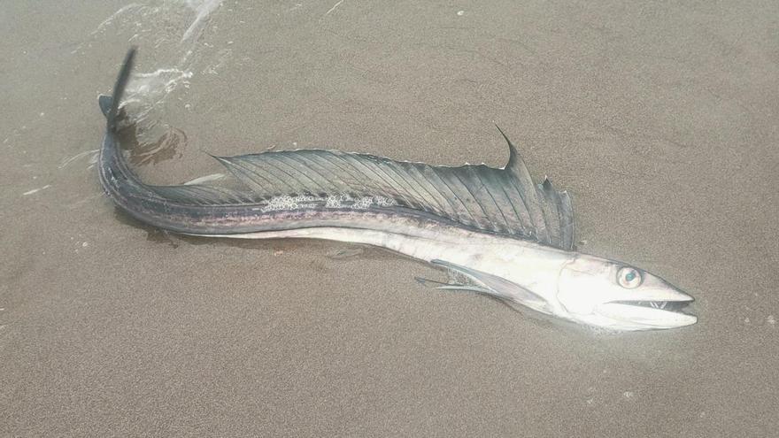 Misteriosa llegada de peces caníbales a la costa de EEUU