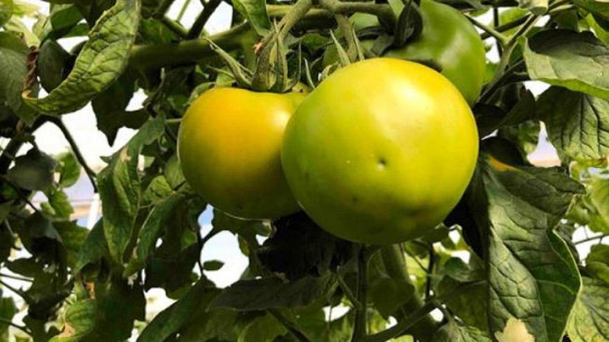 Tomates afectados por la plaga de la tuta absoluta en la Isla.