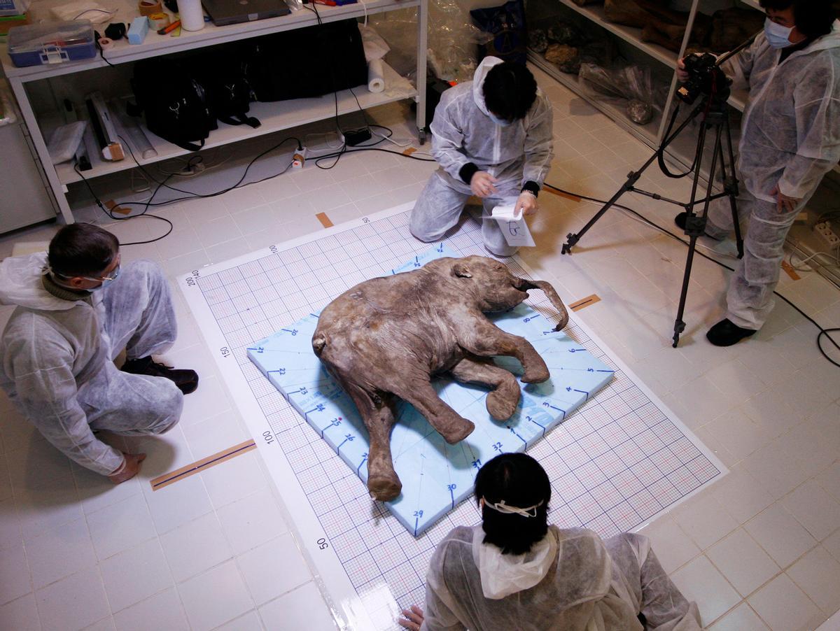 Una cría de mamut, recuperada en el hielo ártico hace unos años