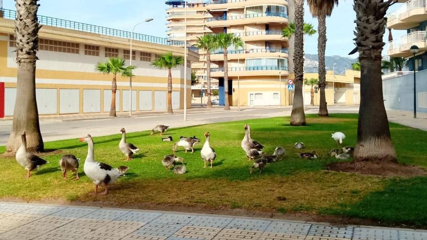 Tavernes de la Valldigna dice adiós a unos queridos habitantes