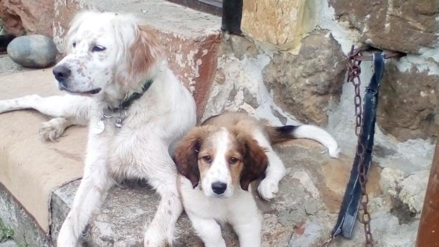 Piden ayuda para encontrar a dos perros, madre e hija, que se perdieron en la zona alta de Langreo