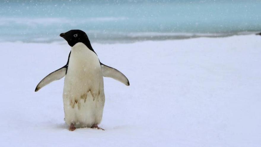 Investigadores han secuenciado el genoma de 48 especies de aves.