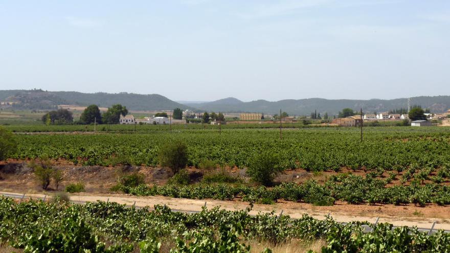 Panorámica de los viñedos de Macabeo en la pedanía requenense de Campo Arcís.