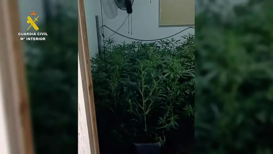 La Guardia Civil desmantela en Lebrija una nave con más de 1.000 plantas de marihuana