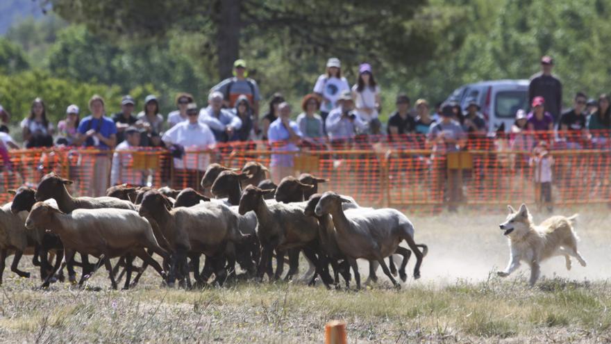 Vuelve el concurso de perros pastores de Agres tras dos años de ausencia por la pandemia