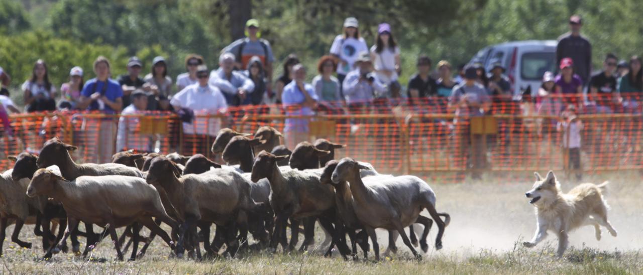 Uno de los perros que participó en la edición de 2019 del Concurs de Gossos de Ramat de la Valleta d&#039;Agres.