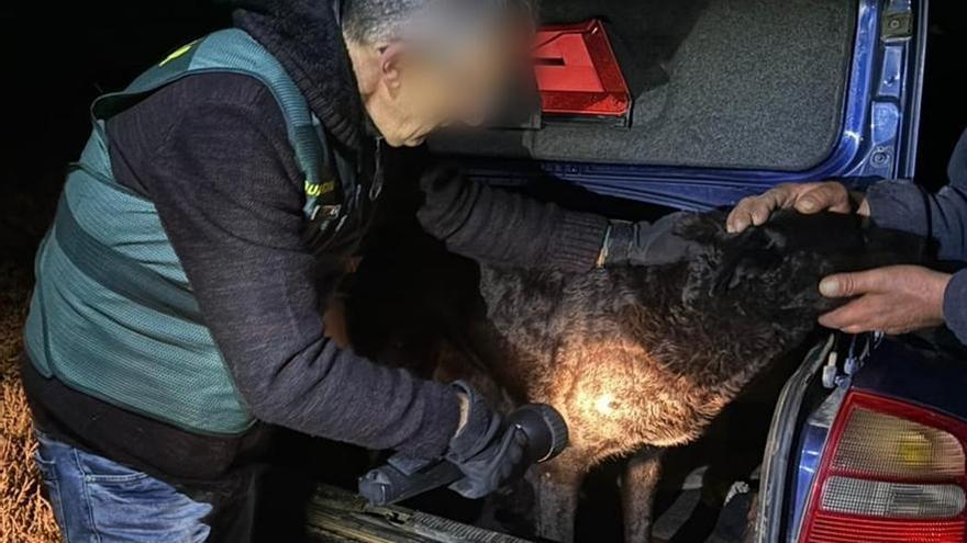 Capturan al séptimo de los perros identificados tras el ataque mortal a una joven en Zamora