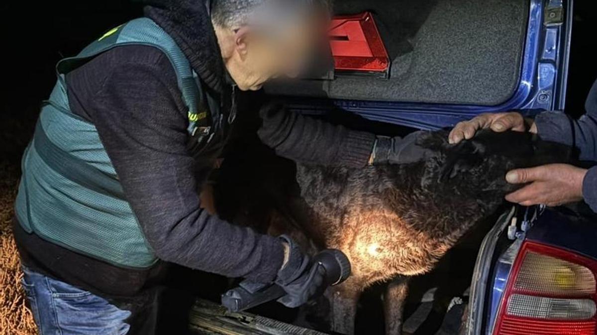 Un guardia civil, junto a uno de los perros capturados.