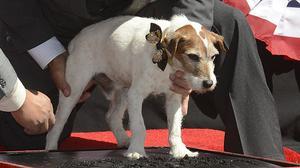 Uggie ja té estrella al Passeig de la Fama