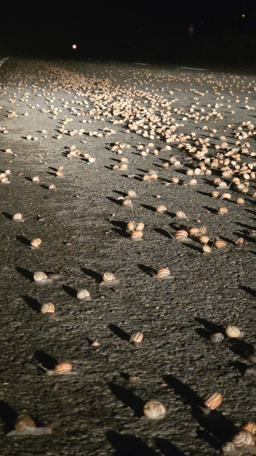 Milers de cargols apareixen enmig de la carretera a Medinyà