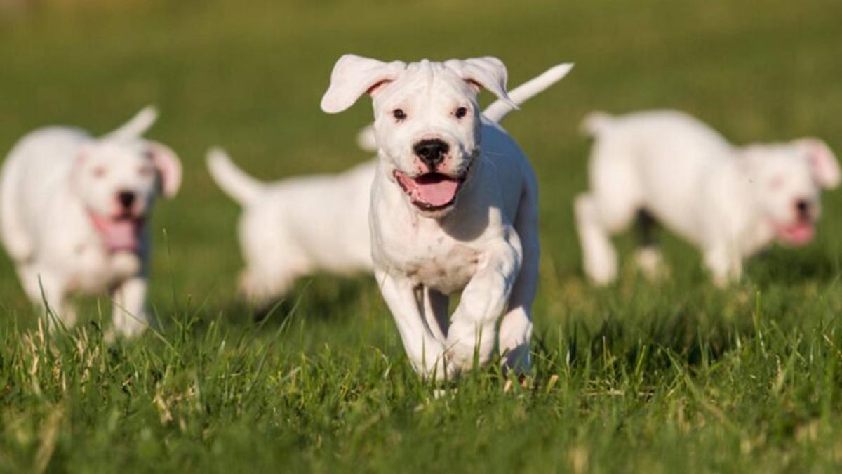 ¿Cuáles son las razas de perro que dejarán de ser potencialmente peligrosas?