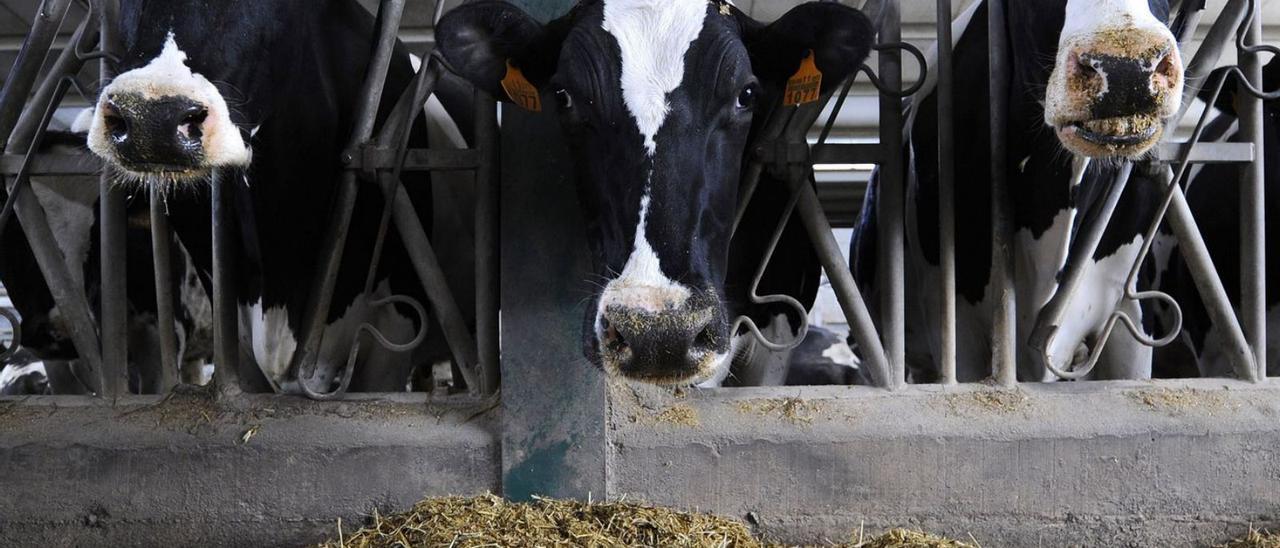 El calor estresa a las vacas