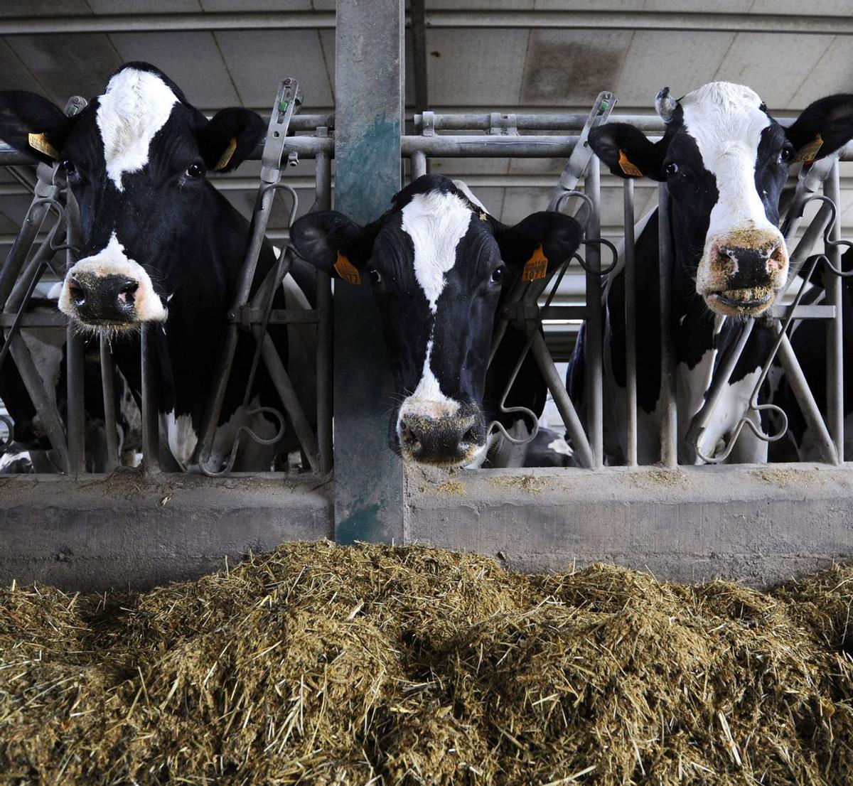 El calor estresa a las vacas