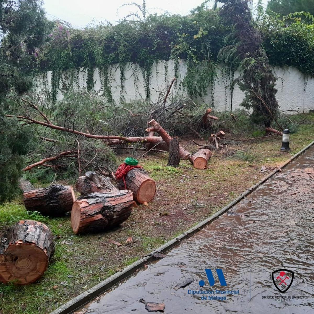 Árboles cortado en la calle Pino Real de la Urbanización El Paraíso de Estepona