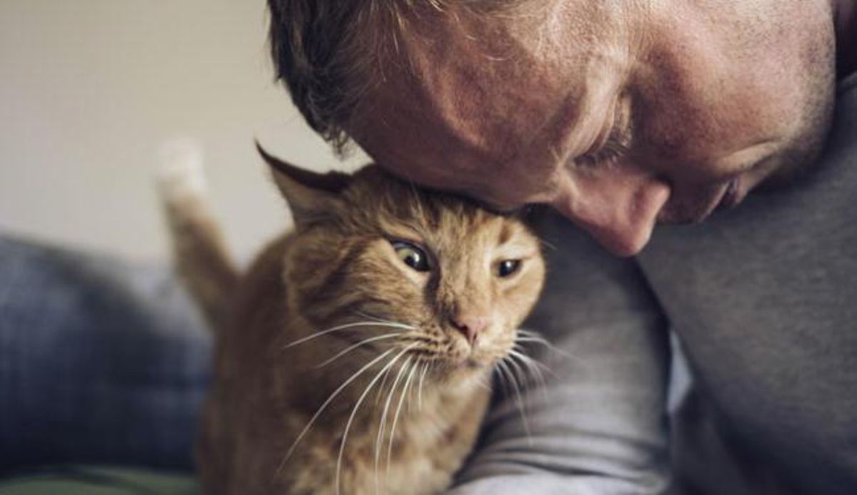 Diez señales que indican que tu gato te quiere