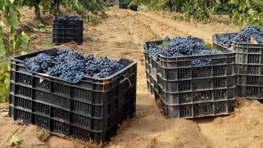 Viñedos y cajas de uvas cosechadas en Moraleja del Vino. |Cedida