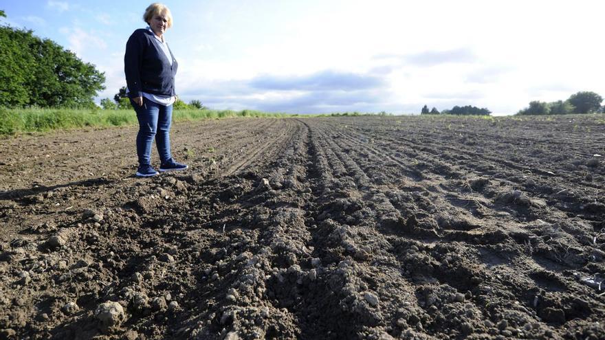 Unións pide a Medio Ambiente que autorice batidas contra los daños del jabalí en Agolada