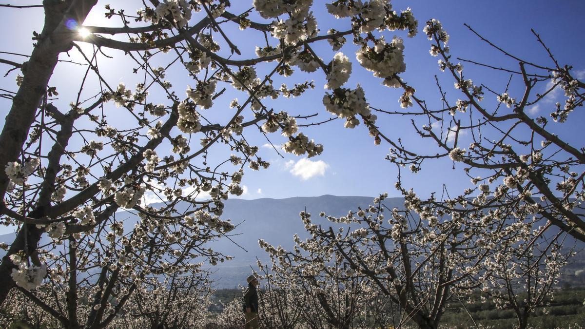 Cerezos en flor en Planes