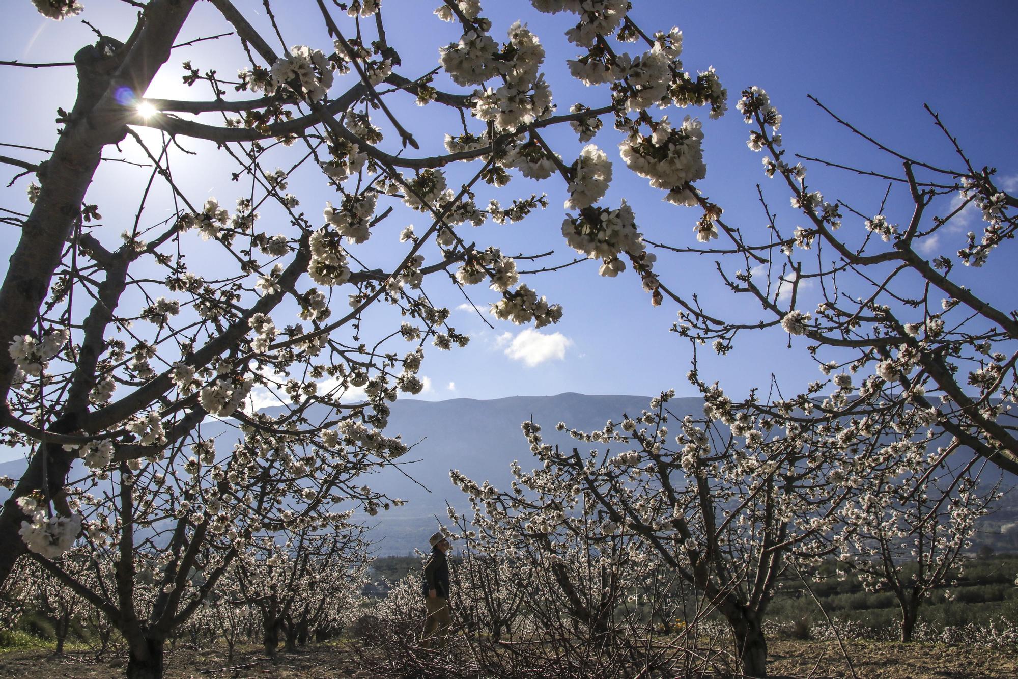 Cerezos en flor en Planes