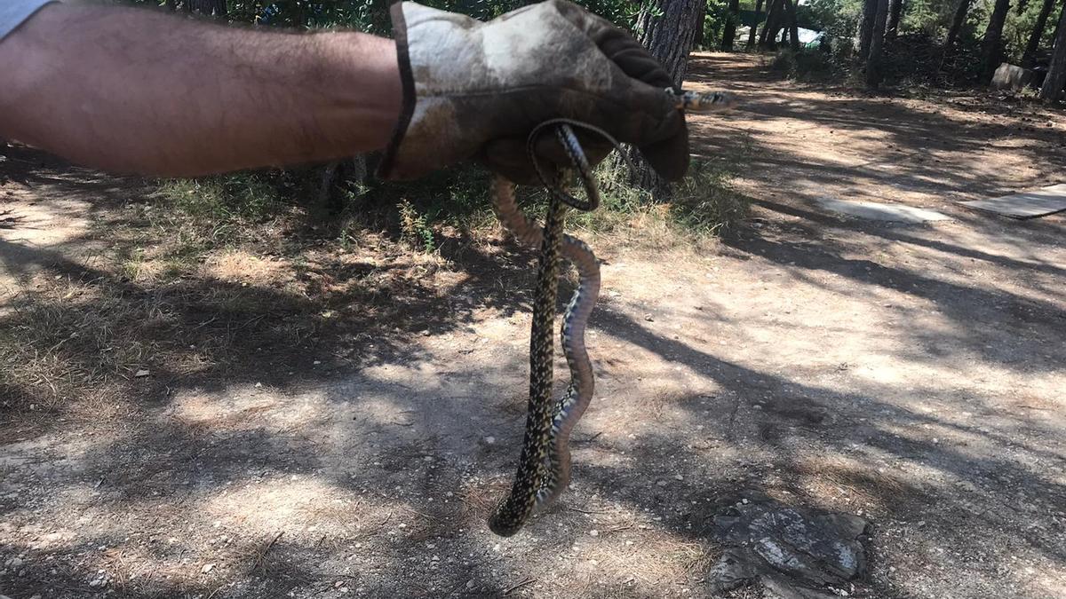 Imagen de archivo de una serpiente capturada en Santa Eulària