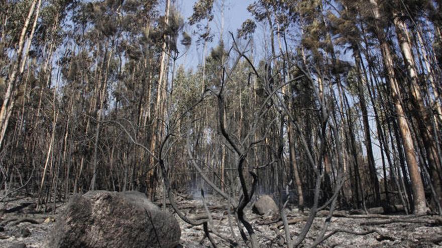 Monte quemado en Pontesampaio. // Santos Álvarez