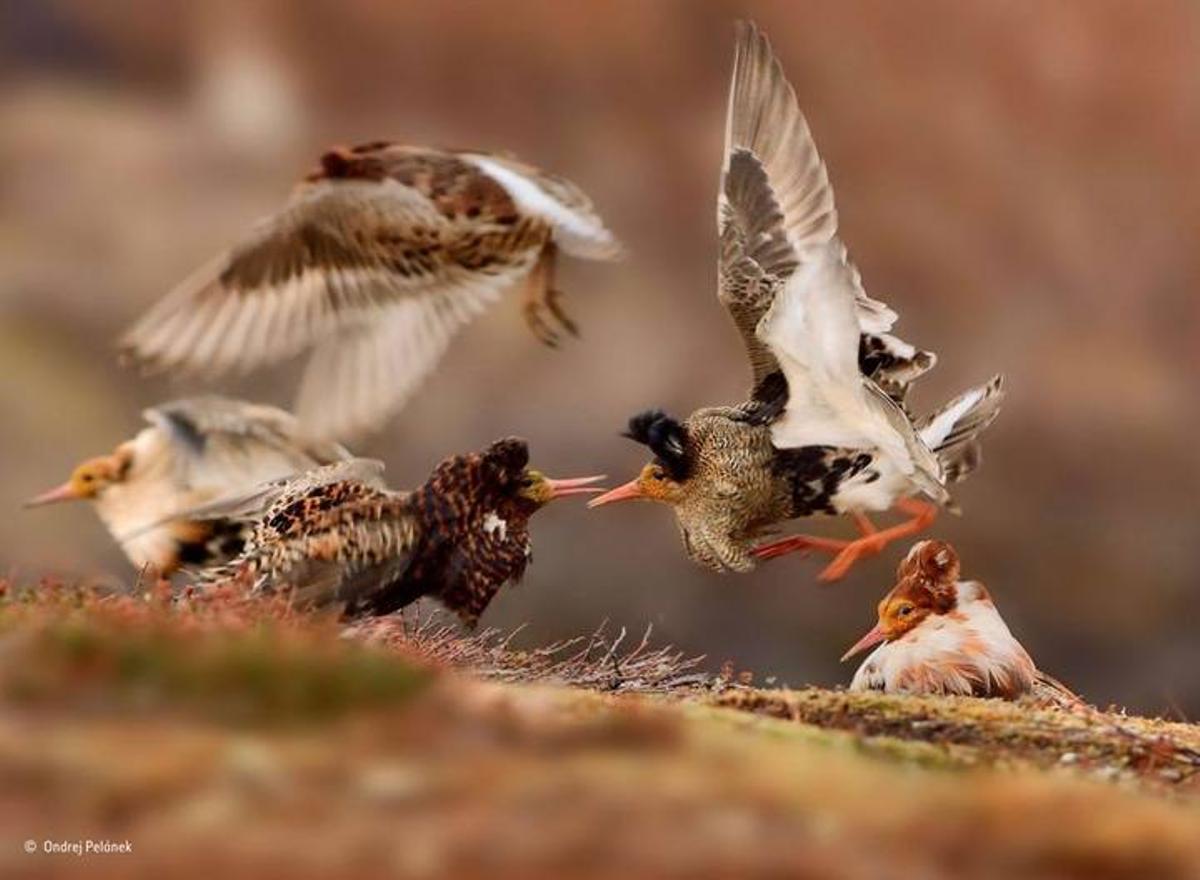 Las mejores fotos del concurso 'Wildlife Photographer of the Year'