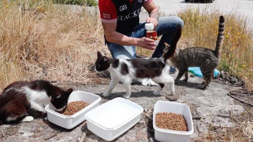 Un voluntario alimenta a una colonia de gatos callejeros