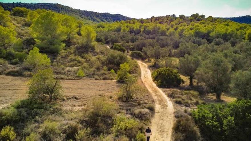 Imagen de las pinadas de Sierra Escalona junto a los campos de secano y la Sierra de Pujálvarez.