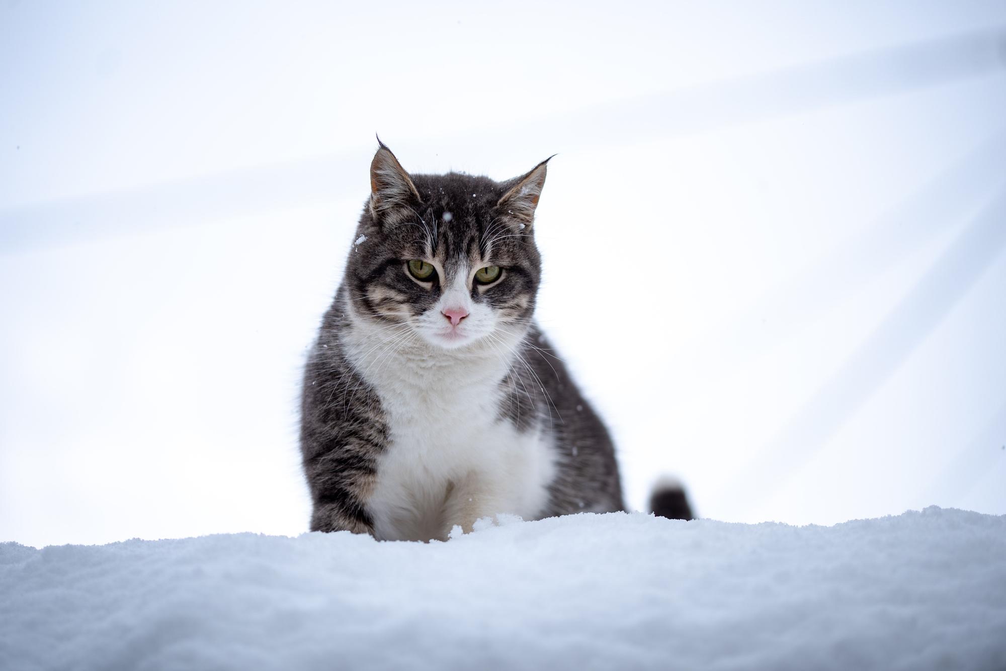 Desvelamos el misterio: ¿los gatos pueden sentir frío y cómo lo