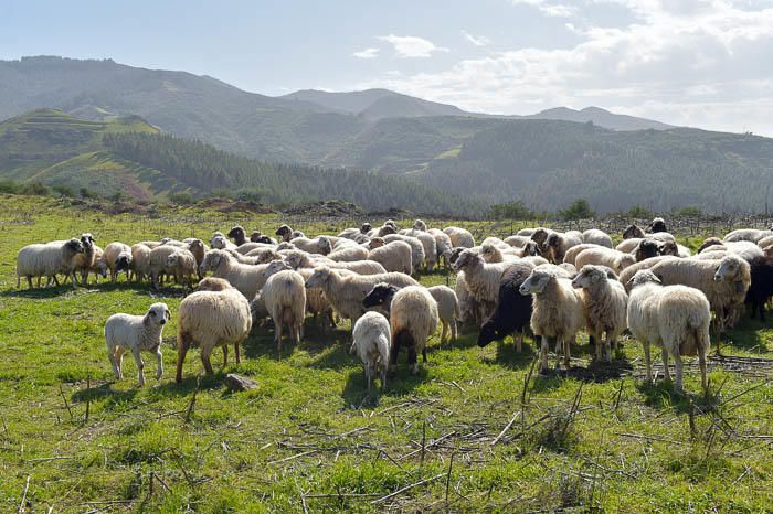 Gáldar. Quesería cortijo de Galeote, en Lomo del Palo.