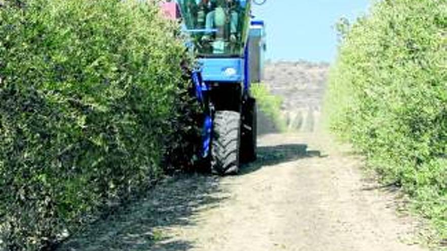 La zona de Monterrubio tomará agua de una nueva presa y no del Zújar