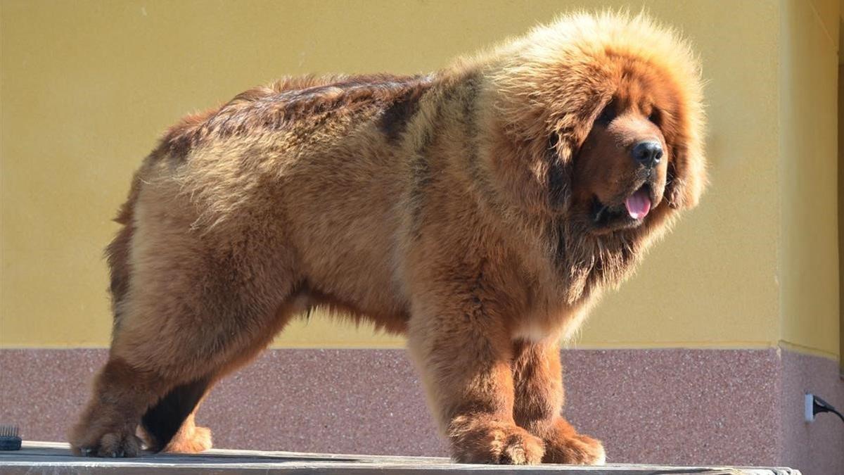 Perros potencialmente peligrosos