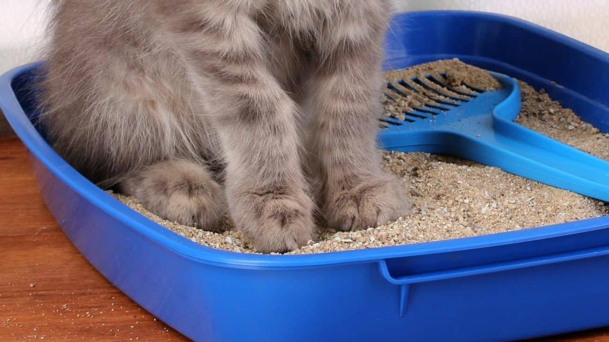 El truco casero definitivo para limpiar la arena de tu gato