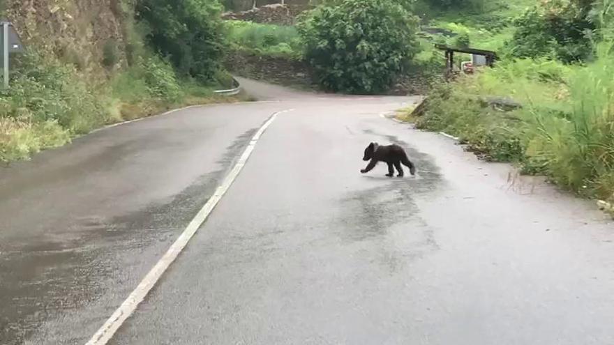 Naturaleza: Una cría oso pardo corretea por una carretera en Cangas del Narcea