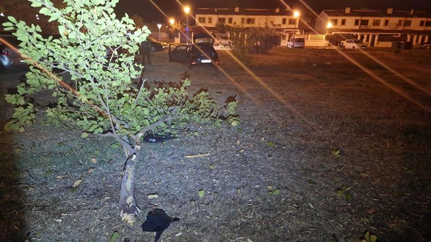Árbol arrancado en Alcúdia tras impactar el conductor fugado de un control.