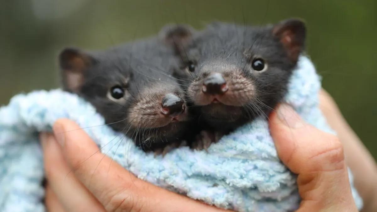 Dos cadells de dimoni de Tasmània