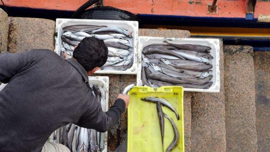 Descarga de merluza en el puerto de Tragove, en Cambados. // Iñaki Abella